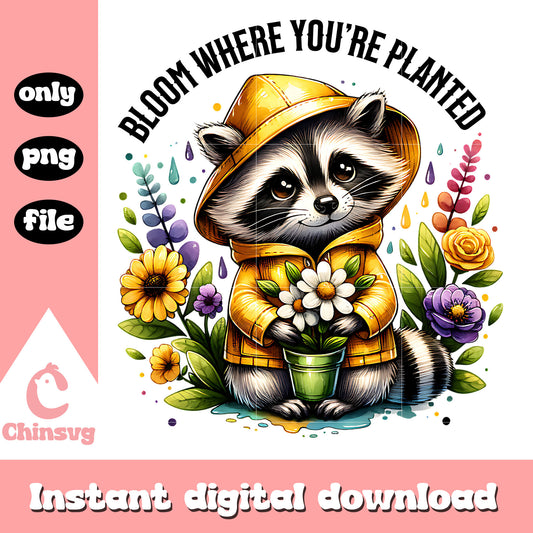 Bloom where you're planted design png, cute raccoon png
