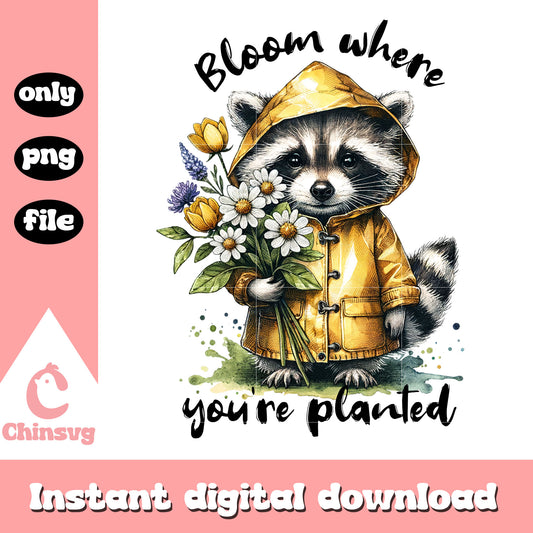Bloom where you're planted png, cute raccoon cartoon​ png